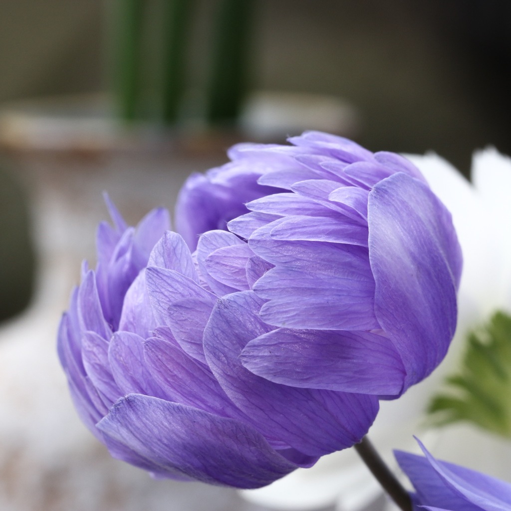 芸術的な花