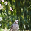 花見の特等席