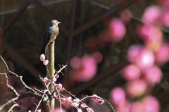 花見の特等席