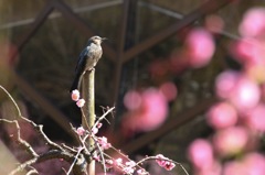 花見の特等席