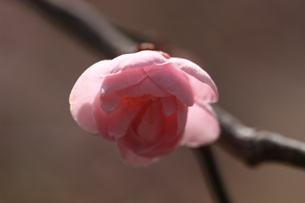 暗寄りの明