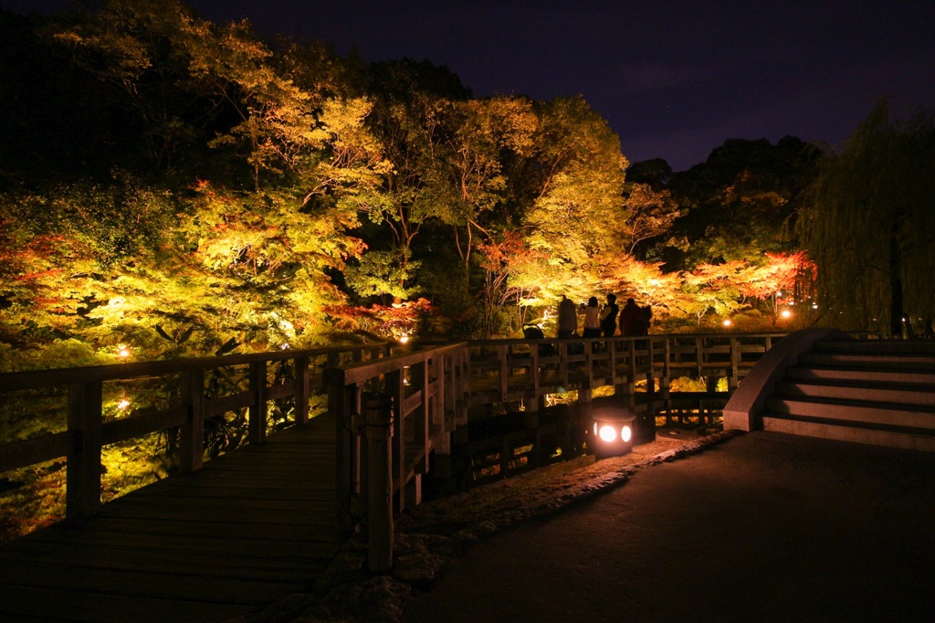 夜の紅葉
