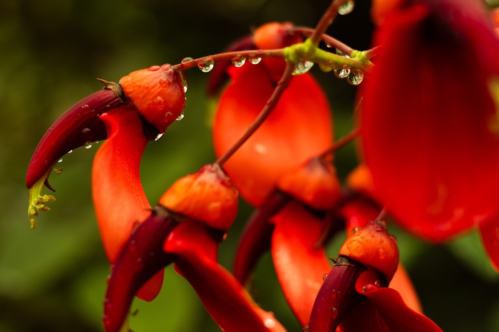 雨上がりの紅