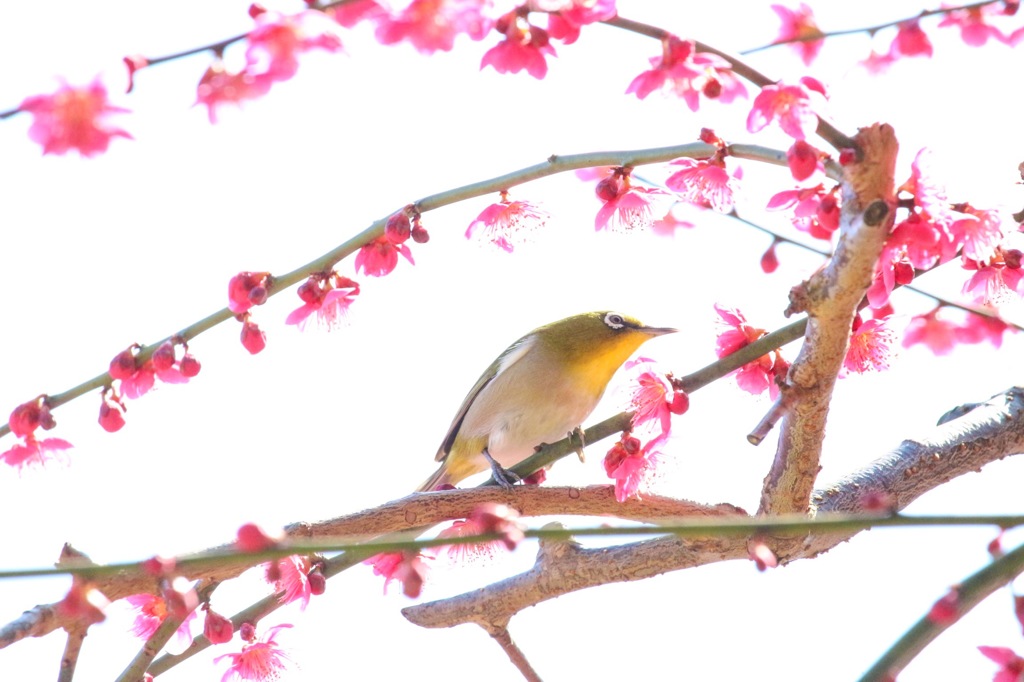 ピエロ。。。じゃなくてメジロ