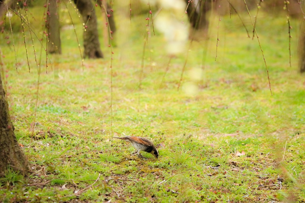 梅野鳥