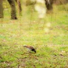 梅野鳥