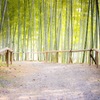 竹林