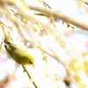 ふわきら
