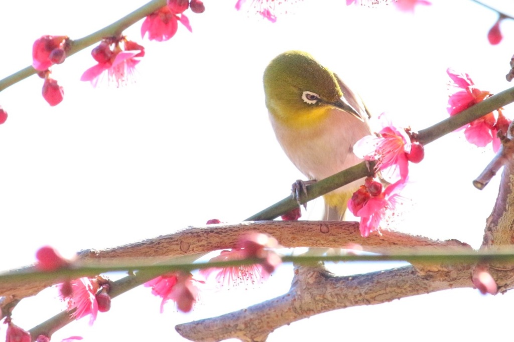 ピエロ。。。じゃなくてメジロ