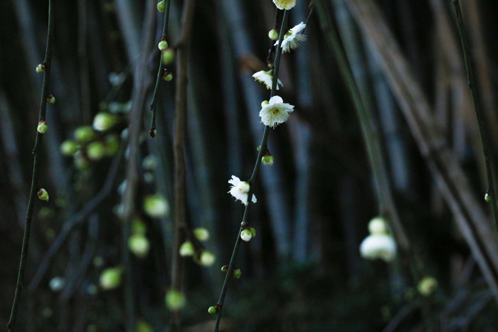 暗く華やぐ
