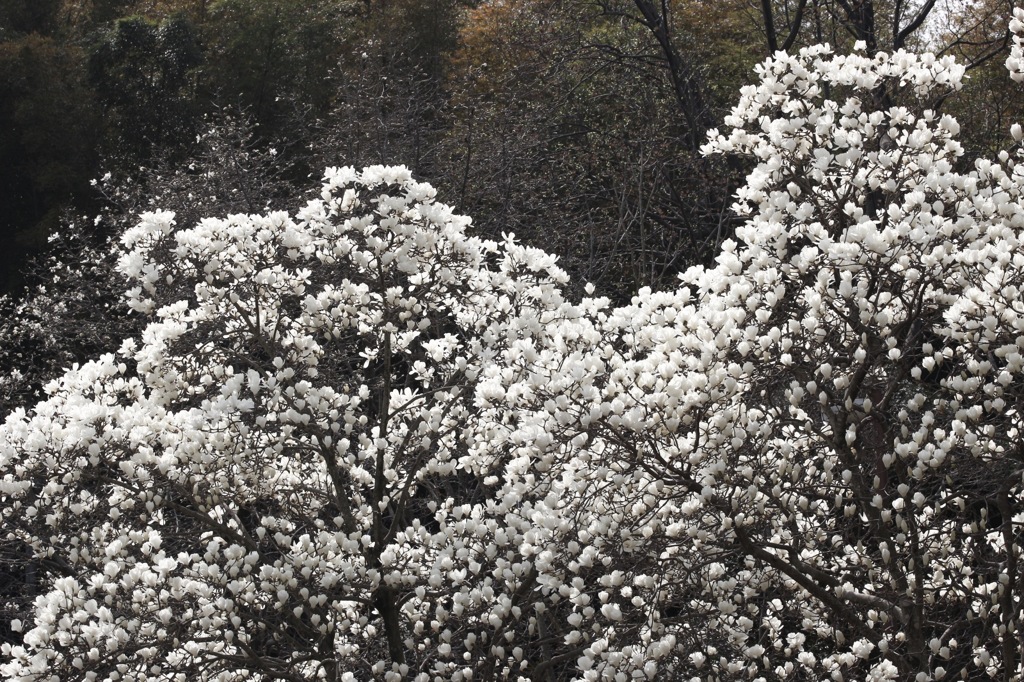 雪のような存在感