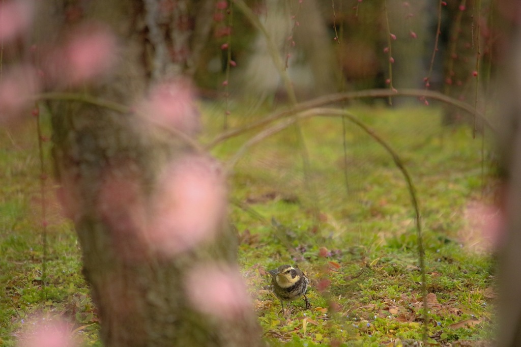 梅野鳥