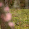 梅野鳥