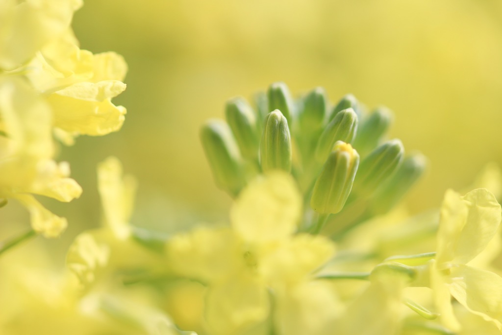 ブロッコリーの花