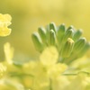ブロッコリーの花