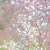 梅の饗宴