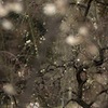 梅雪