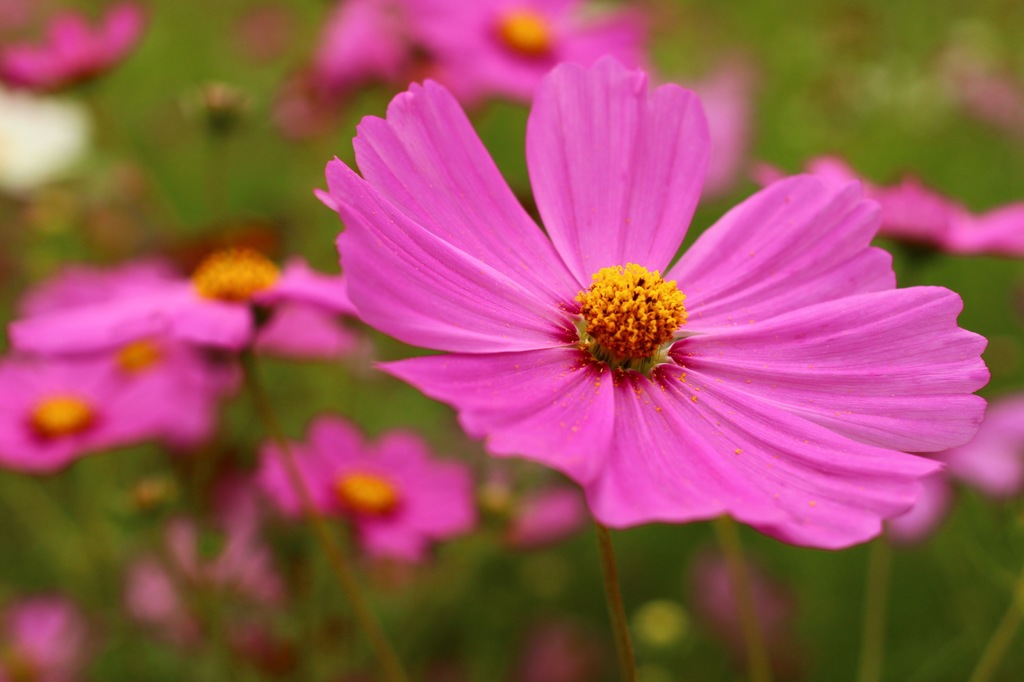 花粉