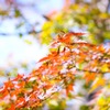 眩しい秋