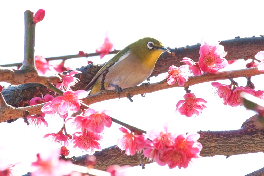 ピエロ。。。じゃなくてメジロ