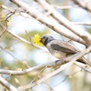 タンポポって美味しいの？