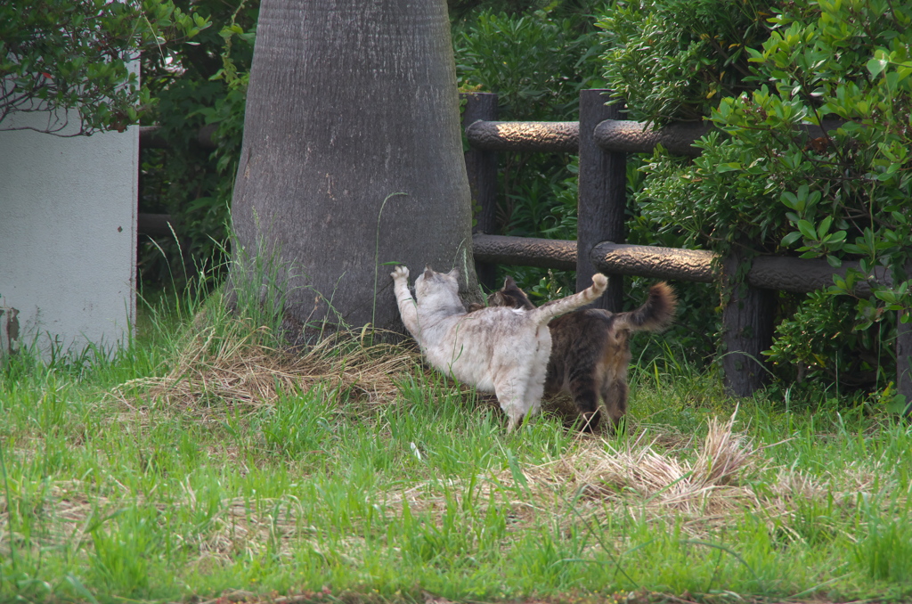 仲良く爪研ぎ　IMGP0054