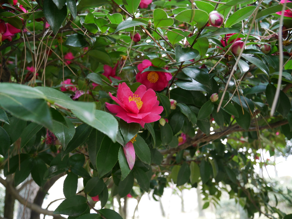 名古屋城　花　P1000987