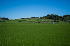 遠州の夏、田んぼと茶畑と青空と　　　IMGP0007-2