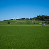 遠州の夏、田んぼと茶畑と青空と　　　IMGP0007-2