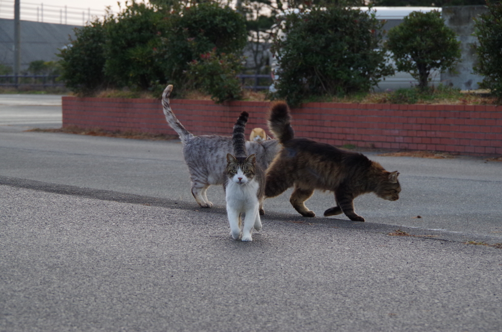 海岸の猫　IMGP0008