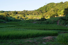 菊川市の棚田　千框（せんがまち）　　　　　　　　IMGP0001