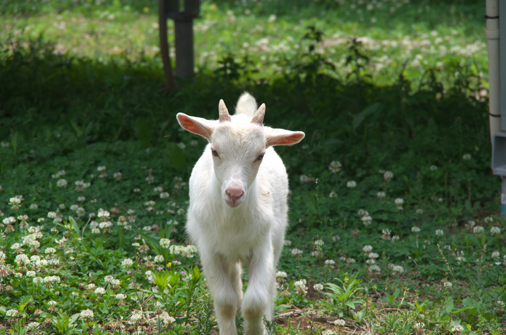 草刈り当番　仔山羊　IMGP0004