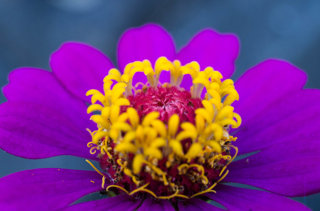  マクロ体験　花の中心部　　　 IMGP0055