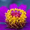  マクロ体験　花の中心部　　　 IMGP0055