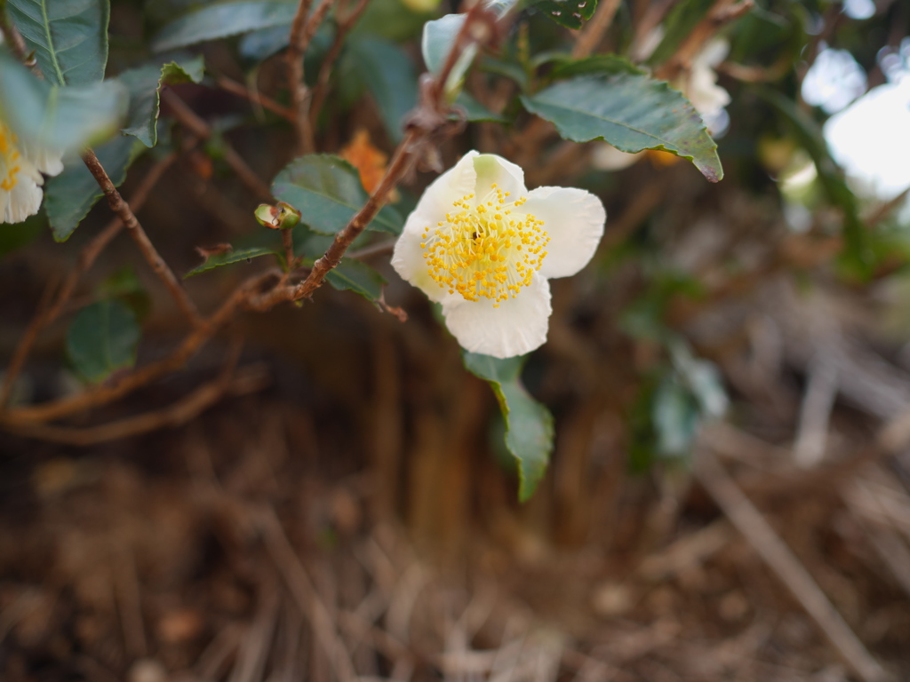 茶の花 P1000659.jpg 現像1
