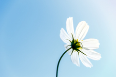 white cosmos