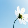 white cosmos