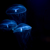 UFO's