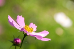 cosmos