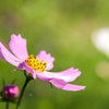 cosmos