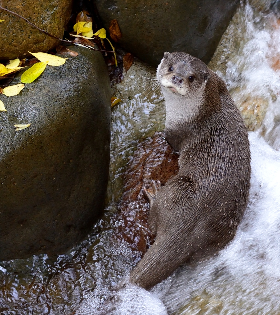 ユーラシアカワウソ