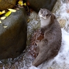 ユーラシアカワウソ