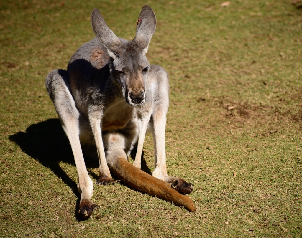 アカカンガルー