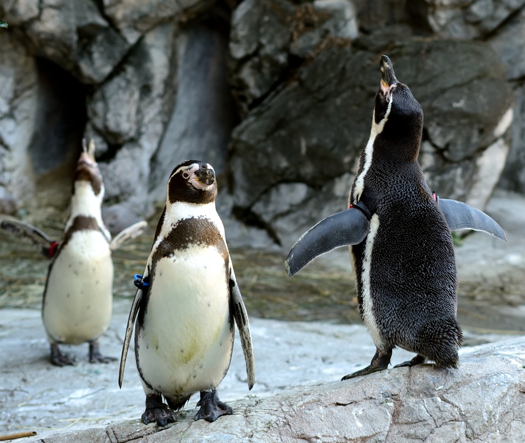 フンボルトペンギン
