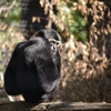 ボウシテナガザル