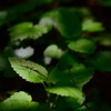 枝です