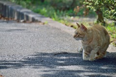 いい日和