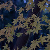 葉っぱ