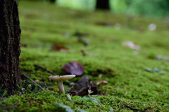 苔の平原