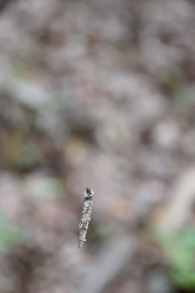 ブランコ